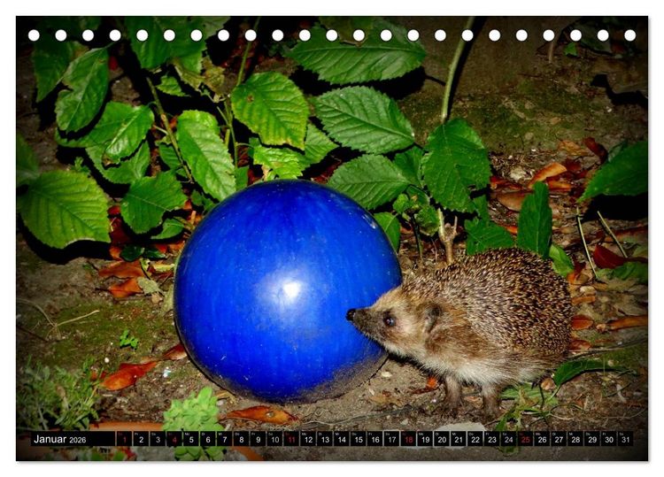 Produktbild: Meine Igel (Tischkalender 2026 DIN A5 quer), CALVENDO Monatskalender