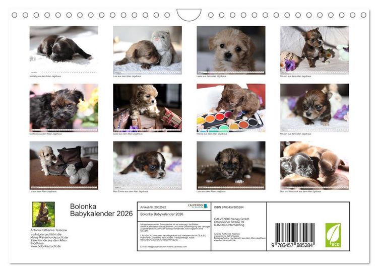 Produktbild: Bolonka Babykalender 2026 (Wandkalender 2026 DIN A4 quer), CALVENDO Monatskalender