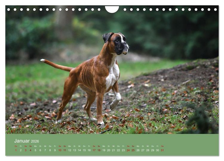 Produktbild: Fantastische Boxer - Sieger der Herzen (Wandkalender 2026 DIN A4 quer), CALVENDO Monatskalender