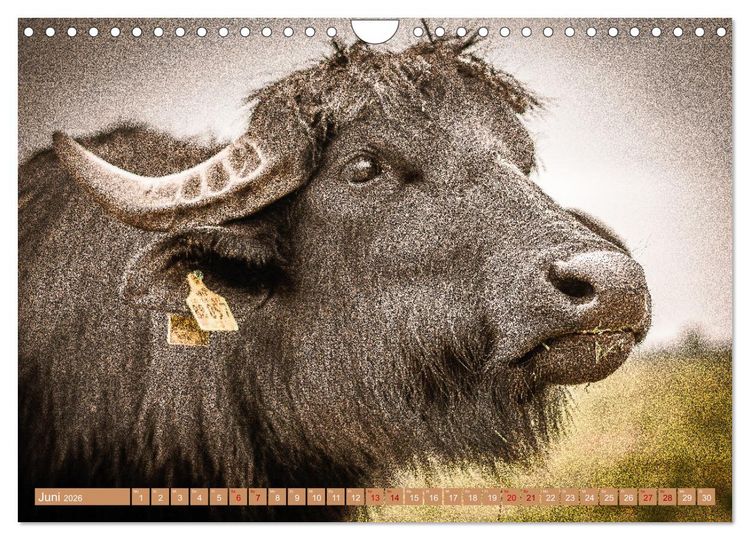 Produktbild: Mutterk&uuml;he (Wandkalender 2026 DIN A4 quer), CALVENDO Monatskalender