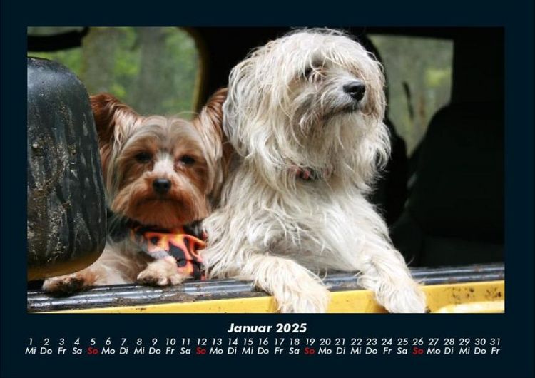 Produktbild: Hunde 2025 Fotokalender DIN A4