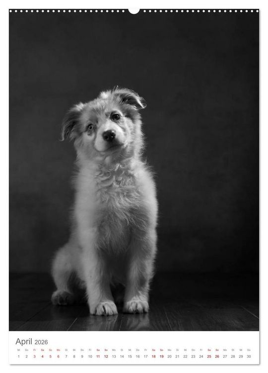 Produktbild: Fine Art Hundeportraits (Wandkalender 2026 DIN A2 hoch), CALVENDO Monatskalender