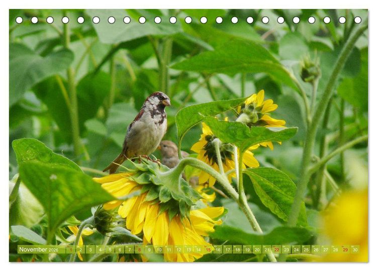 Produktbild: Sonnenblumenwelt (Tischkalender 2026 DIN A5 quer), CALVENDO Monatskalender