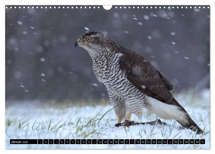 Produktbild: DER HABICHT, Des Falkners Allrounder (Wandkalender 2026 DIN A3 quer), CALVENDO Monatskalender