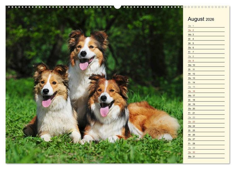 Produktbild: Border Collie 2026 (Wandkalender 2026 DIN A2 quer), CALVENDO Monatskalender