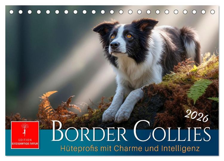Produktbild: Border Collies H&uuml;teprofis (Tischkalender 2026 DIN A5 quer), CALVENDO Monatskalender