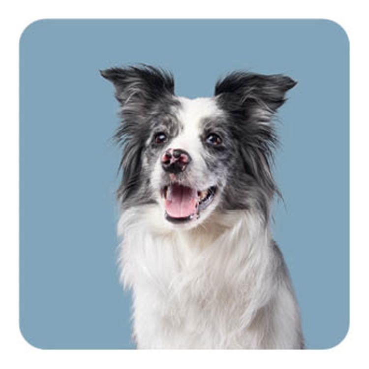 Memo-Spiel: Funny dogs!