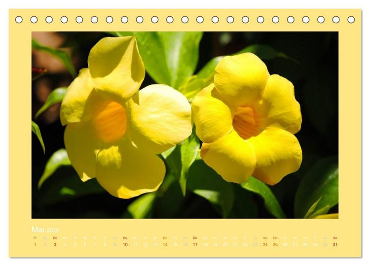 Produktbild: Aloha Bl&uuml;tenzauber aus Hawaii (Tischkalender 2026 DIN A5 quer), CALVENDO Monatskalender