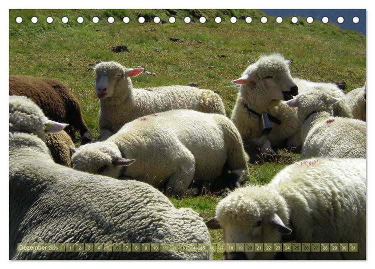 Produktbild: Schafe - soweit das Auge reicht (Tischkalender 2026 DIN A5 quer), CALVENDO Monatskalender