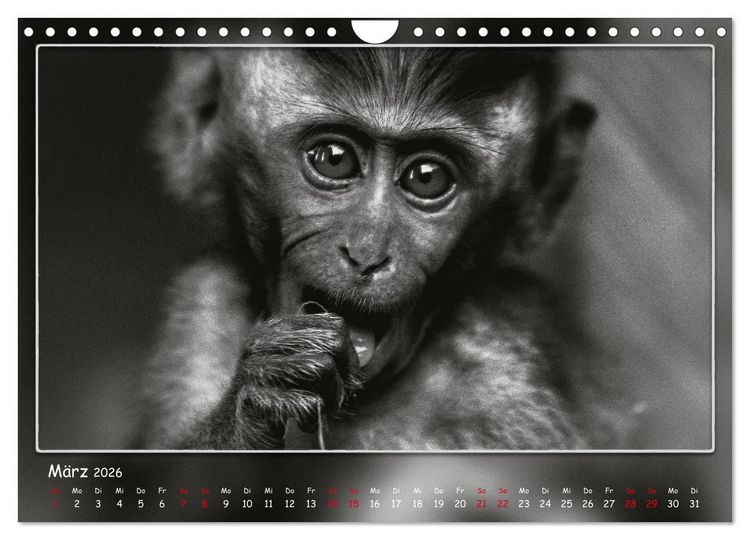 Produktbild: Tieren ins Gesicht geschaut (Wandkalender 2026 DIN A4 quer), CALVENDO Monatskalender