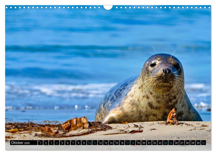 Produktbild: Big Five aus dem Ozean Hai, Delphin, Wal, Robbe, Pinguin (Wandkalender 2026 DIN A3 quer), CALVENDO Monatskalender
