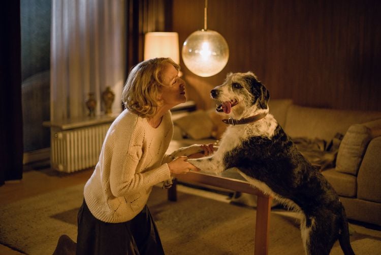 Produktbild: Der Hund begraben