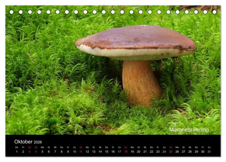 Produktbild: Pilzkalender (Tischkalender 2026 DIN A5 quer), CALVENDO Monatskalender