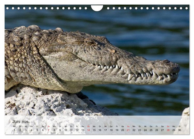 Produktbild: Gro&szlig;e Echsen. Krokodile und Alligatoren (Wandkalender 2026 DIN A4 quer), CALVENDO Monatskalender