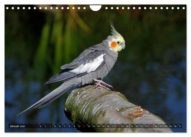 Produktbild: Nymphensittiche (Wandkalender 2026 DIN A4 quer), CALVENDO Monatskalender