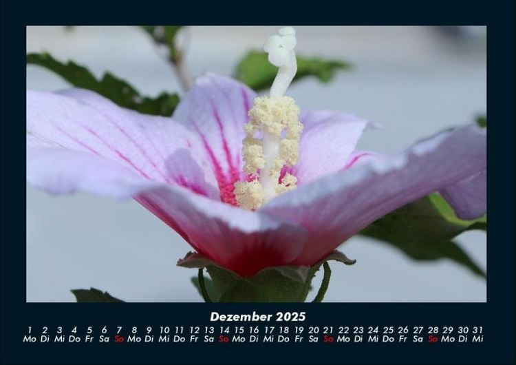 Produktbild: Rosentraum 2025 Fotokalender DIN A4