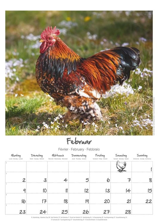 Produktbild: Hühner Kalender im Format 29,7 x 42