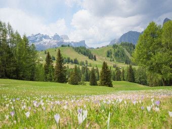 Produktbild: CALVENDO Puzzle Krokuswiese am Piz Sorega | 1000 Teile Lege-Gr&ouml;&szlig;e 64x48cm Foto-Puzzle f&uuml;r gl&uuml;ckliche Stunden