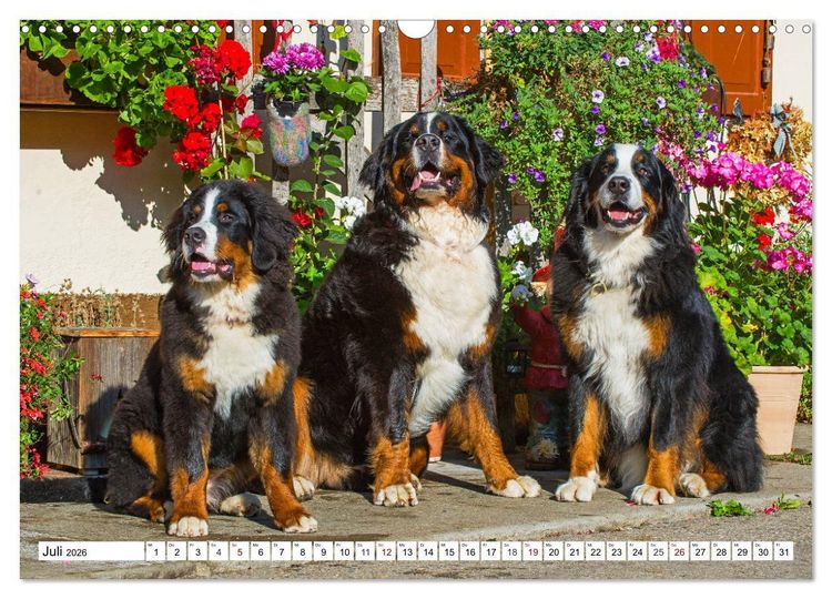 Produktbild: Faszinierende Sch&ouml;nheit Berner Sennenhund (Wandkalender 2026 DIN A3 quer), CALVENDO Monatskalender