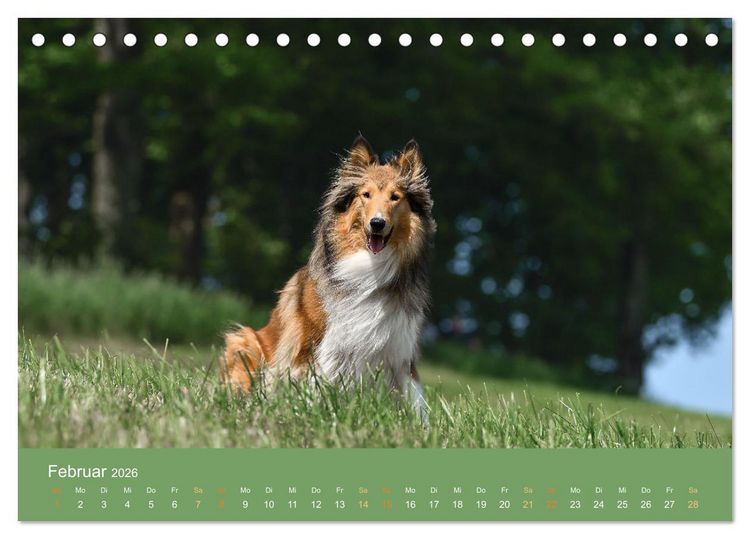 Produktbild: Fantastische Collies - Sieger der Herzen (Tischkalender 2026 DIN A5 quer), CALVENDO Monatskalender