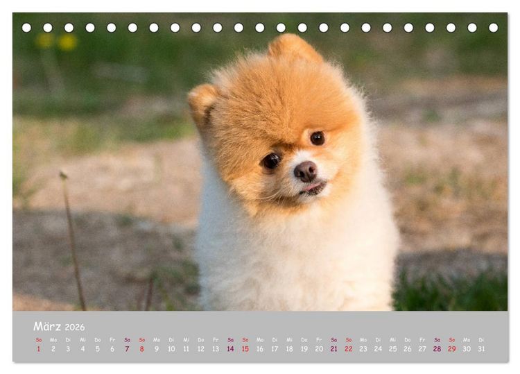 Produktbild: Dein Hund der treue Begleiter (Tischkalender 2026 DIN A5 quer), CALVENDO Monatskalender