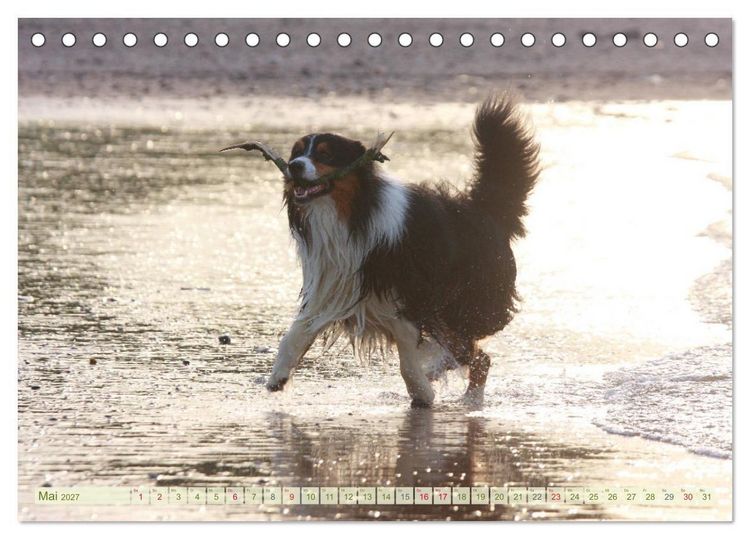 Produktbild: Australian Shepherd - H&uuml;tehunde mit Familienanschluss (Tischkalender 2027 DIN A5 quer), CALVENDO Monatskalender