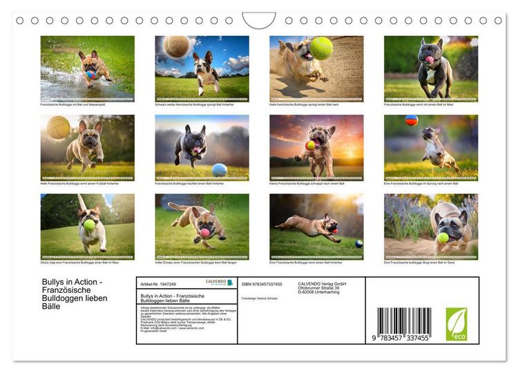 Produktbild: Bullys in Action - Franz&ouml;sische Bulldoggen lieben B&auml;lle (Wandkalender 2026 DIN A4 quer), CALVENDO Monatskalender