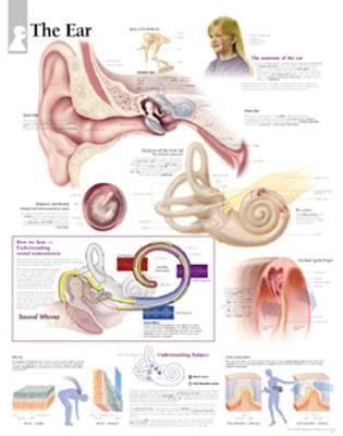 Produktbild: Ear Chart