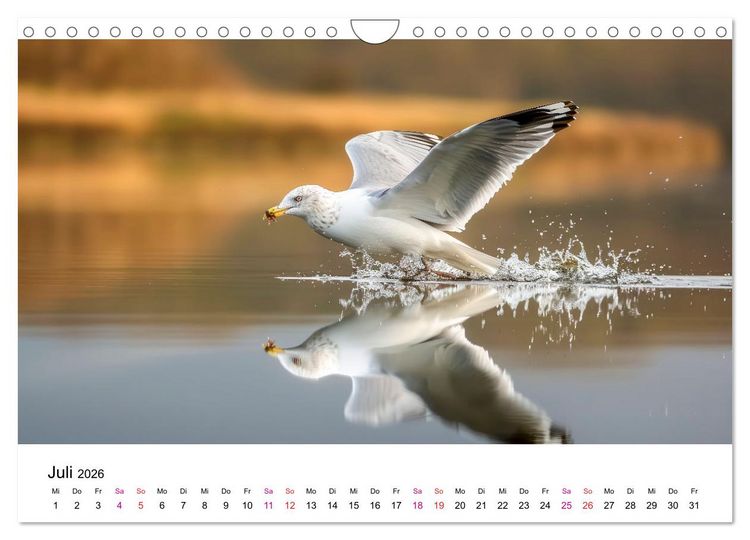 Produktbild: Maritim pur - M&ouml;wen (Wandkalender 2026 DIN A4 quer), CALVENDO Monatskalender