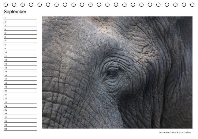 Produktbild: begegnungen - elefanten im s&uuml;dlichen afrika (Tischkalender immerw&auml;hrend DIN A5 quer)