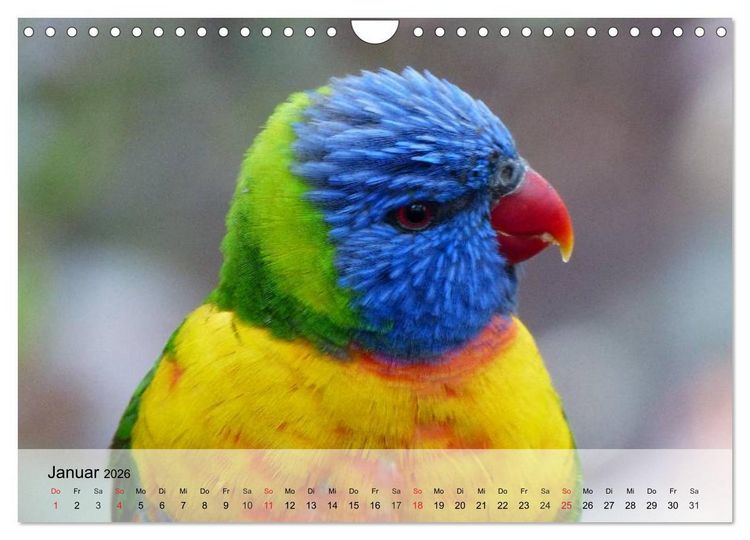 Produktbild: Regenbogen Papageien (Wandkalender 2026 DIN A4 quer), CALVENDO Monatskalender
