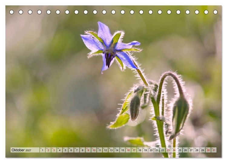 Produktbild: Wenn Bl&uuml;ten tr&auml;umen tanzt das Licht (Tischkalender 2027 DIN A5 quer), CALVENDO Monatskalender