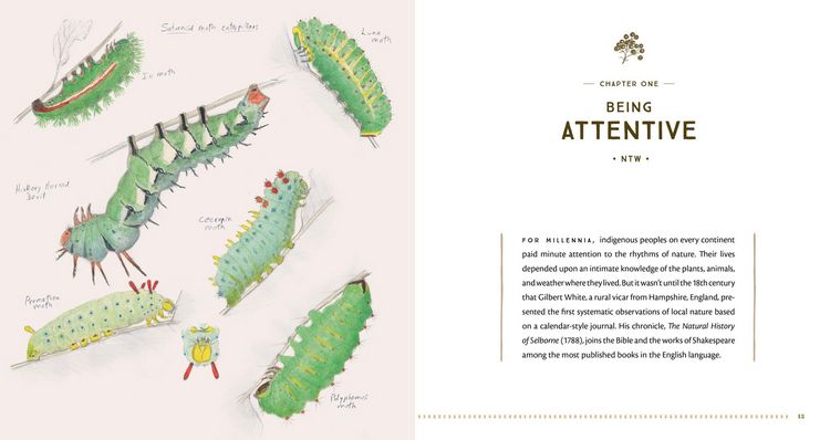 Produktbild: The Naturalist's Notebook