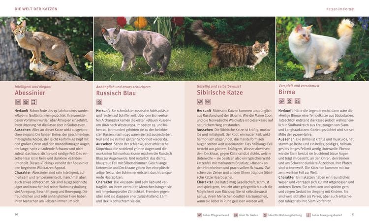 Produktbild: Katzen