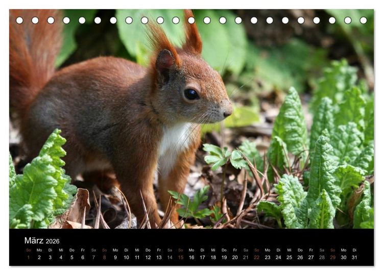 Produktbild: Eichh&ouml;rnchen (Tischkalender 2026 DIN A5 quer), CALVENDO Monatskalender