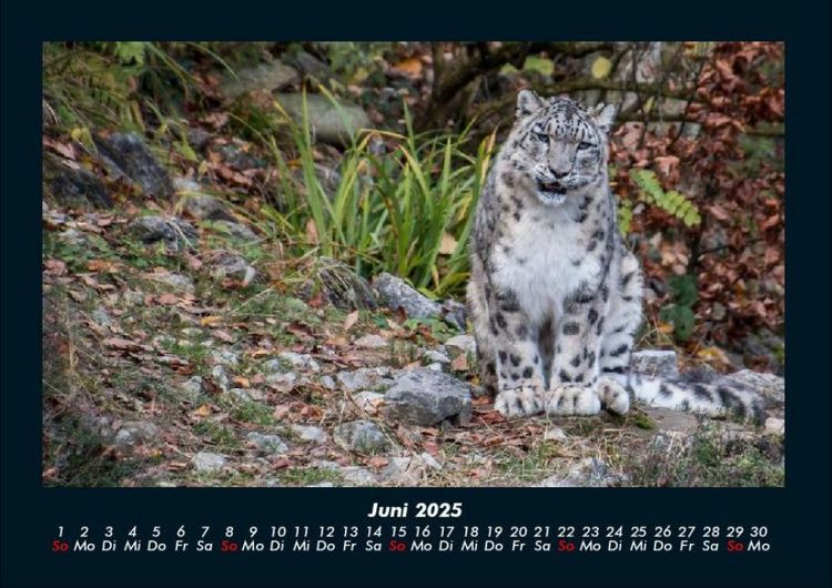 Produktbild: F&uuml;r Katzenfreunde 2025 Fotokalender DIN A4