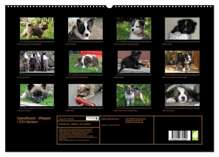 Produktbild: Islandhund - Welpen / CH-Version (hochwertiger Premium Wandkalender 2026 DIN A2 quer), Kunstdruck in Hochglanz