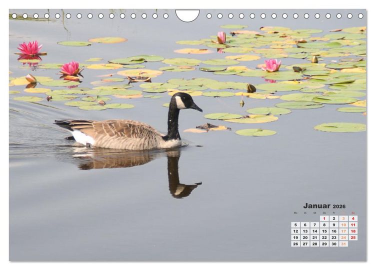 Produktbild: Kanadas charmante Kleintiere - Bezaubernde Einblicke in die Natur (Wandkalender 2026 DIN A4 quer), CALVENDO Monatskalender