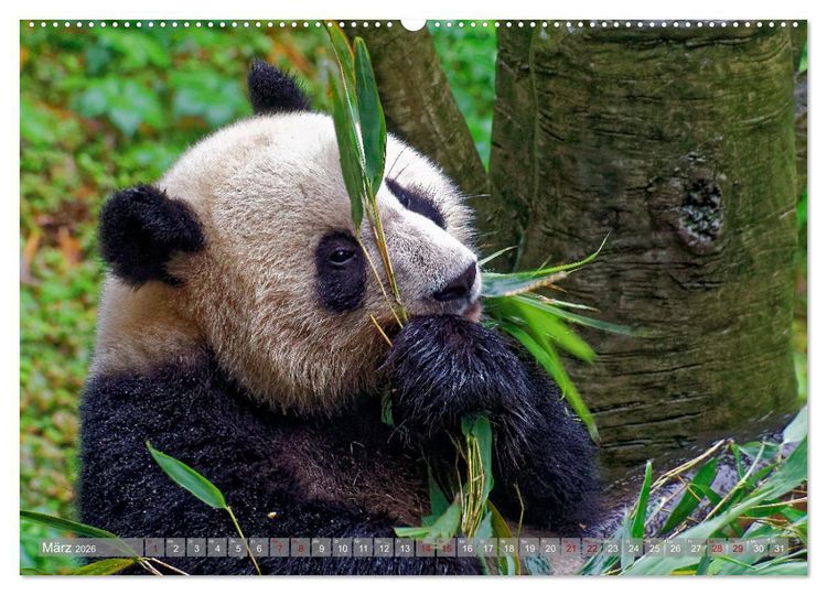 Produktbild: neunziggrad I photoart: china (hochwertiger Premium Wandkalender 2026 DIN A2 quer), Kunstdruck in Hochglanz
