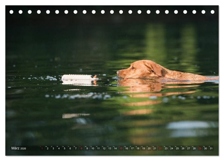 Produktbild: Faszination Labrador - gelb, foxred, schwarz (Tischkalender 2026 DIN A5 quer), CALVENDO Monatskalender