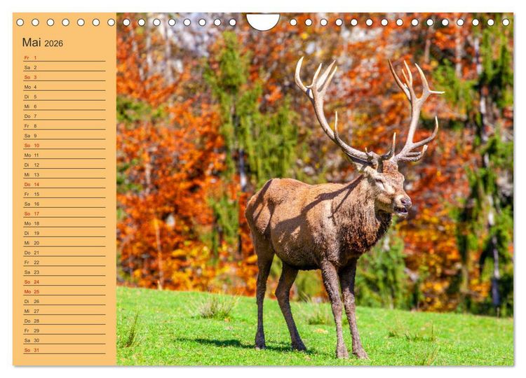 Produktbild: Wir sind die Stars im Wald (Wandkalender 2026 DIN A4 quer), CALVENDO Monatskalender