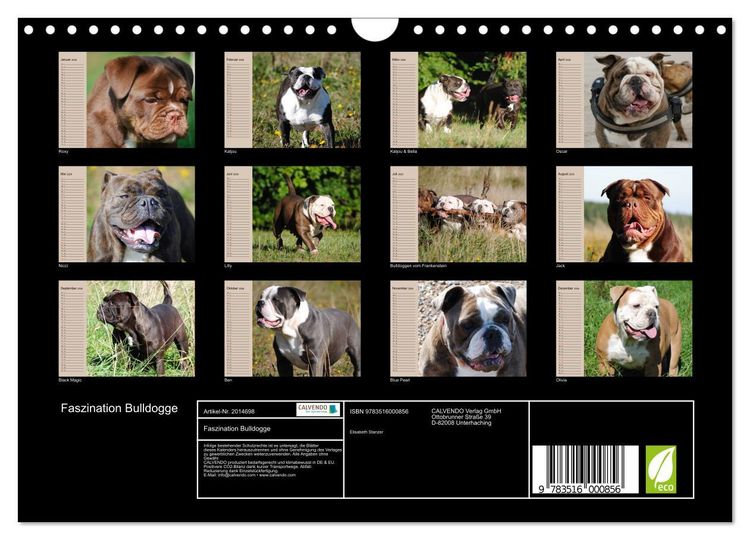 Produktbild: Faszination Bulldogge (Wandkalender 2026 DIN A4 quer), CALVENDO Monatskalender