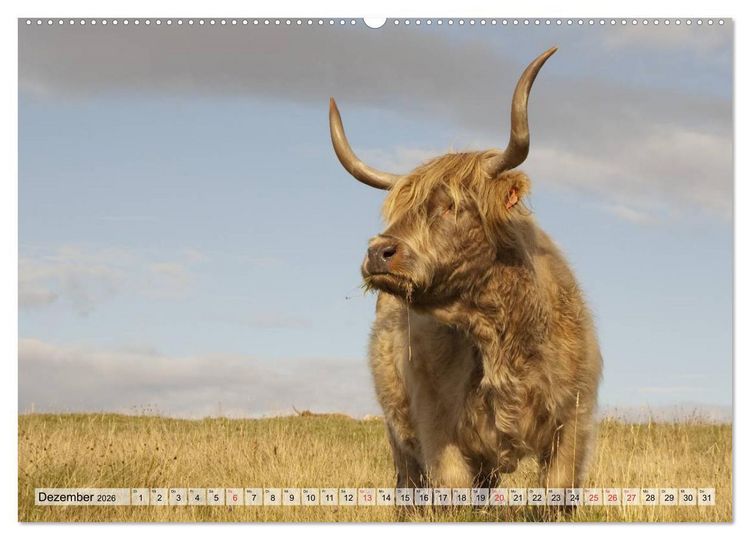Produktbild: Gl&uuml;ckliche K&uuml;he auf saftigen Wiesen (Wandkalender 2026 DIN A2 quer), CALVENDO Monatskalender
