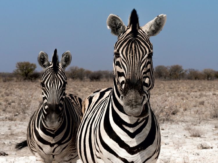 Produktbild: Zebrap&auml;rchen bei Rietfontein, Etosha (Puzzle)