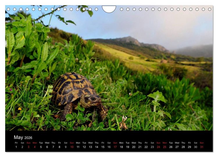 Produktbild: European Tortoises / UK-Version (Wall Calendar 2026 DIN A4 landscape), CALVENDO 12 Month Wall Calendar
