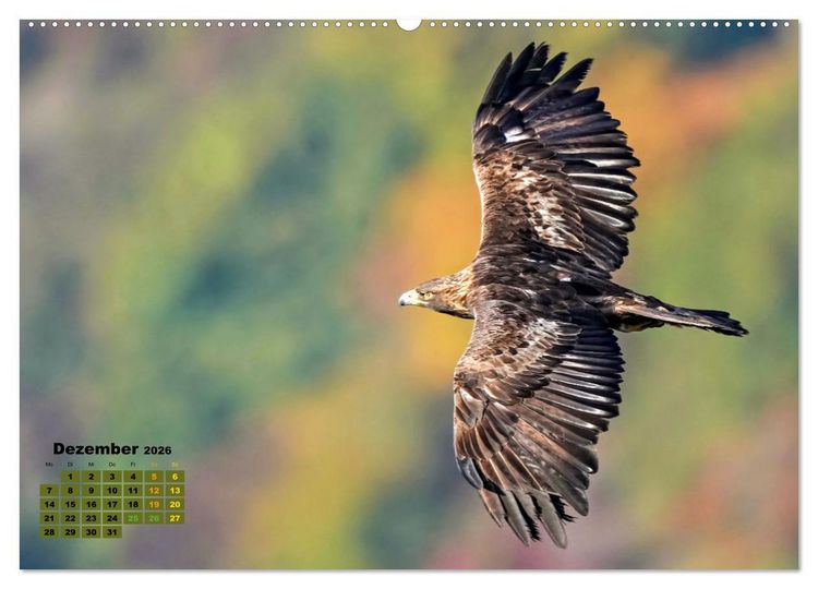 Produktbild: Big Five der Alpen G&auml;mse, Steinbock, Murmeltier, Steinadler, Bartgeier (Wandkalender 2026 DIN A2 quer), CALVENDO Monatskalender