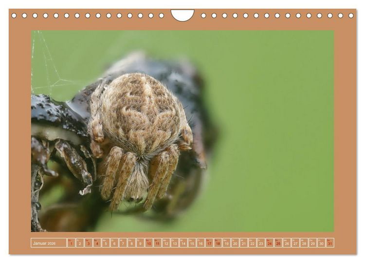 Produktbild: Spinnen im Fokus (Wandkalender 2026 DIN A4 quer), CALVENDO Monatskalender