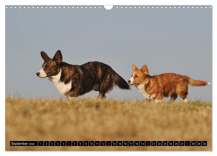 Produktbild: Welsh Corgi - Kobold auf 4 Pfoten (Wandkalender 2026 DIN A3 quer), CALVENDO Monatskalender