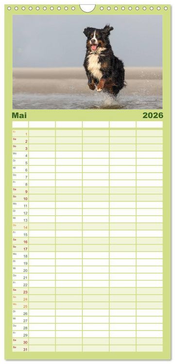 Produktbild: Familienplaner 2026 - Liebling BERNER SENNENHUND mit 5 Spalten (Wandkalender, 21 x 45 cm) CALVENDO