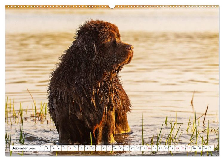 Produktbild: Neufundl&auml;nder - Das Wasser ist ihr Element (Wandkalender 2026 DIN A2 quer), CALVENDO Monatskalender